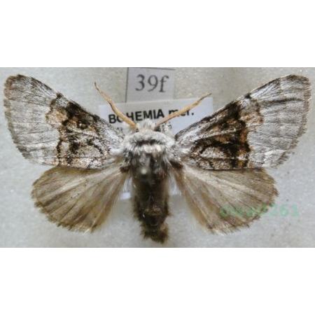 Colocasia coryli (Linnaeus, 1758) Połacica leszczynówka Czech39f